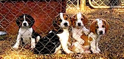 Caulderwood Beagle Puppies